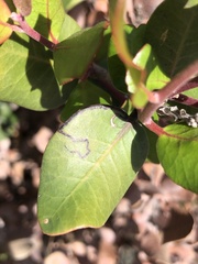 Stigmella prunifoliella