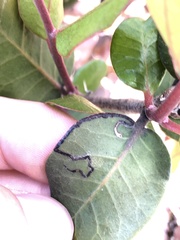 Stigmella prunifoliella