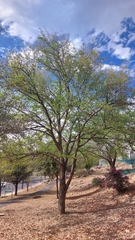 Quercus vaseyana