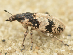 Bothynoderes affinis