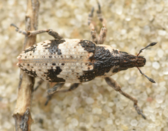 Bothynoderes affinis