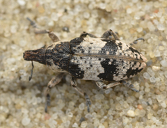 Bothynoderes affinis