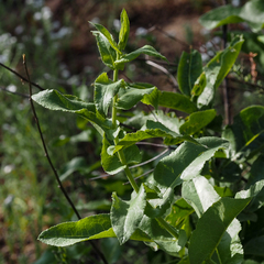 Acourtia microcephala