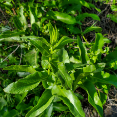 Acourtia microcephala