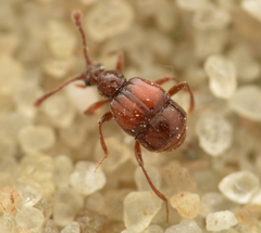 Brachygluta haematica