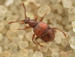 Brachygluta haematica