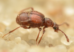 Brachygluta haematica