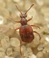 Brachygluta haematica