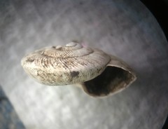 Anguispira strongylodes