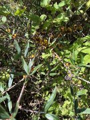 Hippophae rhamnoides