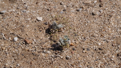 Eriogonum reniforme
