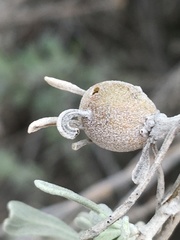 Rhopalomyia obovata