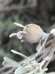 Rhopalomyia obovata