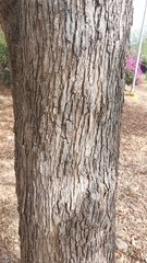 Quercus vaseyana