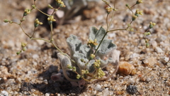 Eriogonum reniforme