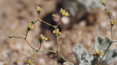 Eriogonum reniforme