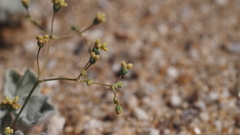Eriogonum reniforme