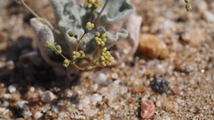 Eriogonum reniforme