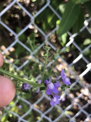 Neogaerrhinum strictum