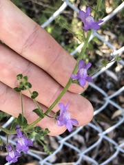 Neogaerrhinum strictum