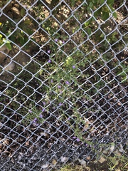 Neogaerrhinum strictum