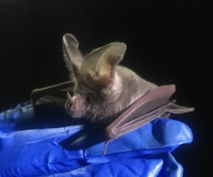 Macrotus californicus