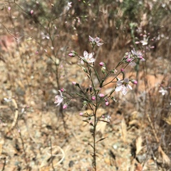 Hesperolinon disjunctum