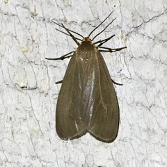 Pagara simplex
