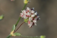 Eriogonum maculatum
