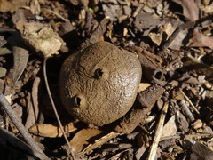 Myriostoma australianum