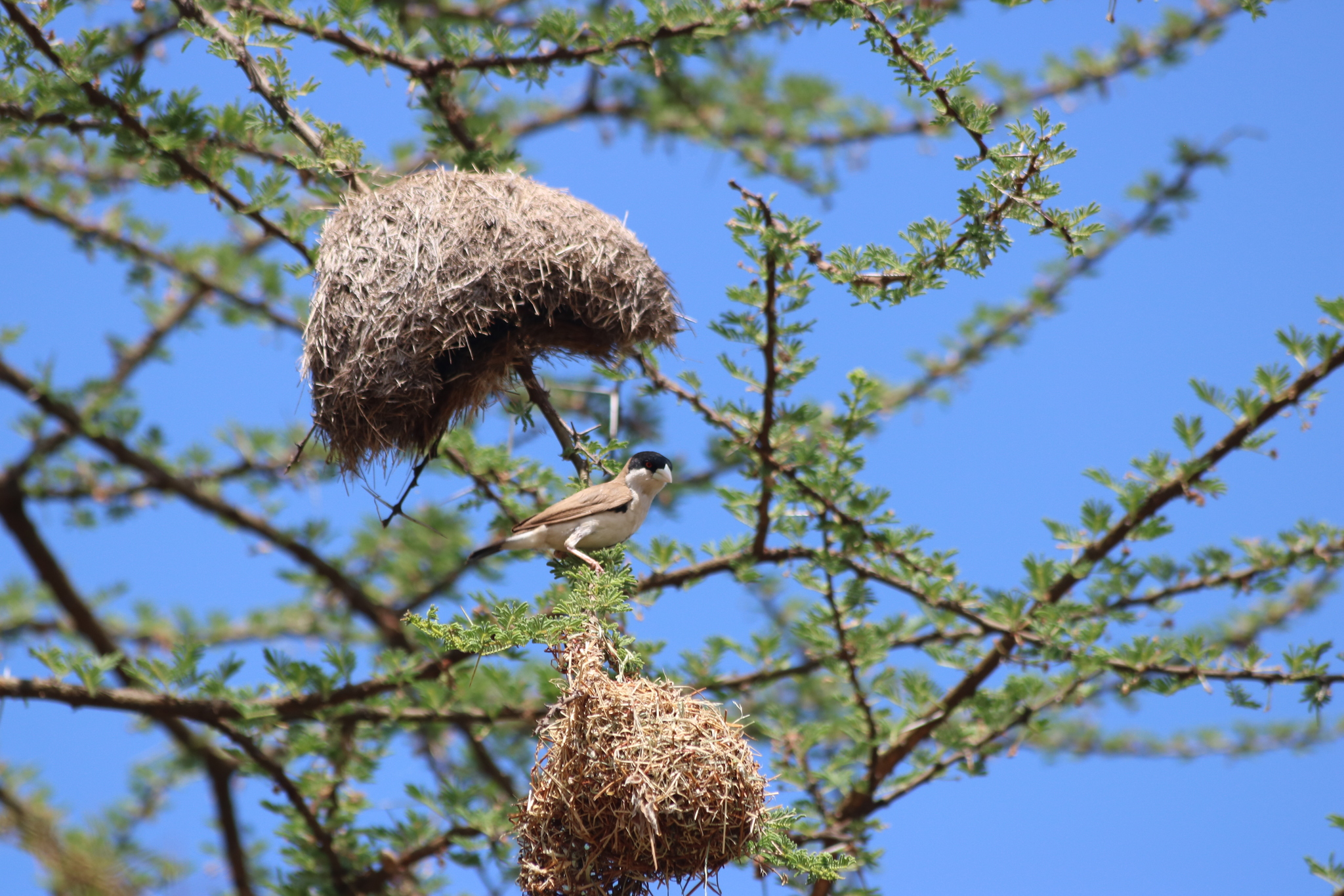 Black-capped Social Weaver (Pseudonigrita cabanisi), photo 3