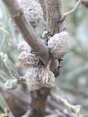 Rhopalomyia nucula