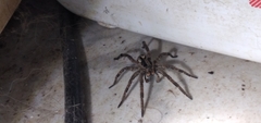 Lycosa erythrognatha