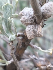 Rhopalomyia nucula