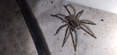Lycosa erythrognatha