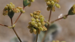 Eriogonum reniforme