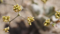 Eriogonum reniforme