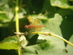 Perithemis icteroptera