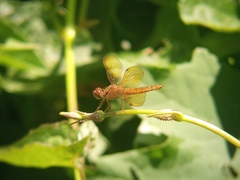 Perithemis icteroptera