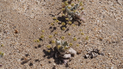 Eriogonum reniforme