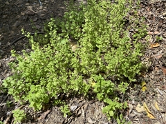 Hesperocnide tenella