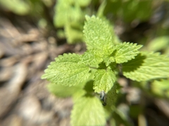 Hesperocnide tenella