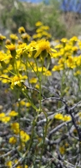 Senecio lemmonii