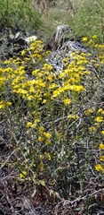 Senecio lemmonii