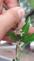 Quercus vaseyana