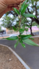 Quercus vaseyana