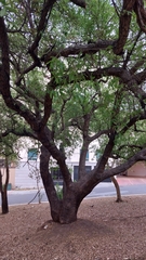 Quercus vaseyana