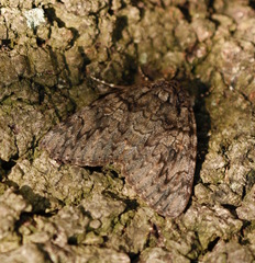 Catocala umbrosa