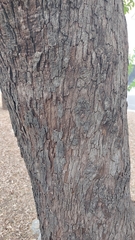 Quercus vaseyana