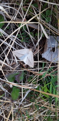 Descoreba simplex